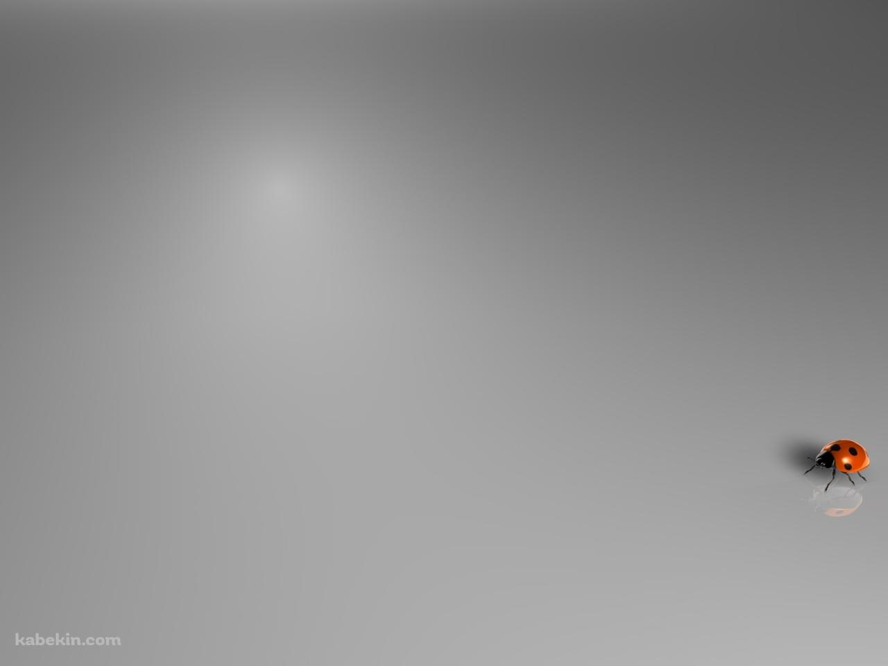 小さいテントウムシの壁紙(1280px x 960px) 高画質 PC・デスクトップ用
