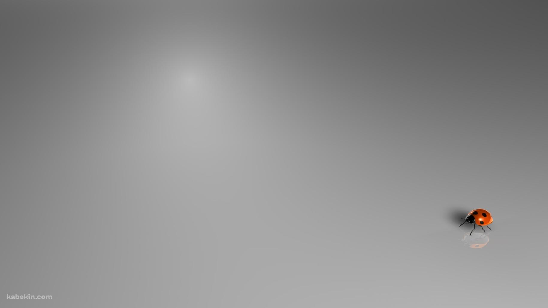 小さいテントウムシの壁紙(1829px x 1029px) 高画質 PC・デスクトップ用
