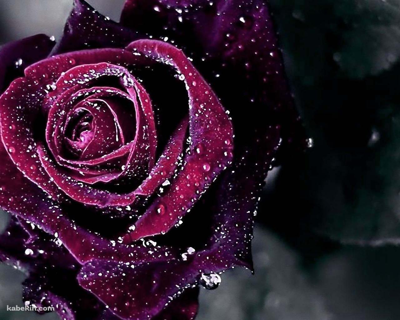 ワインレッドの薔薇の壁紙(1280px x 1024px) 高画質 PC・デスクトップ用