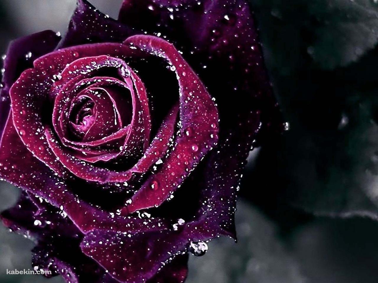 ワインレッドの薔薇の壁紙(1280px x 960px) 高画質 PC・デスクトップ用