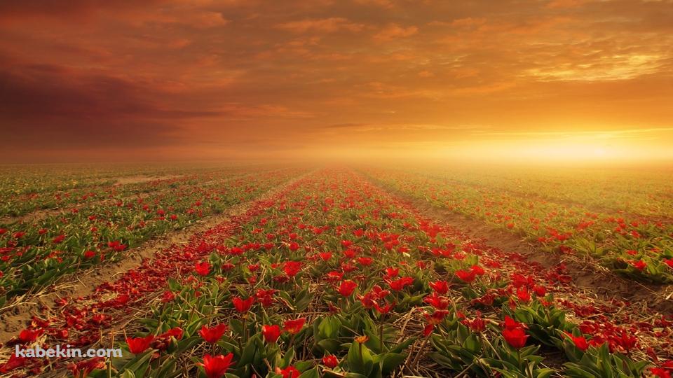 オランダのチューリップ畑の壁紙(960px x 540px) 高画質 PC・デスクトップ用