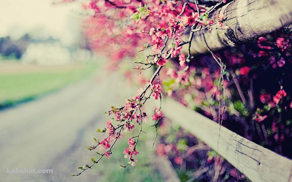 フェンス沿いに咲くピンクの花の壁紙(960px x 600px) 高画質 PC・デスクトップ用