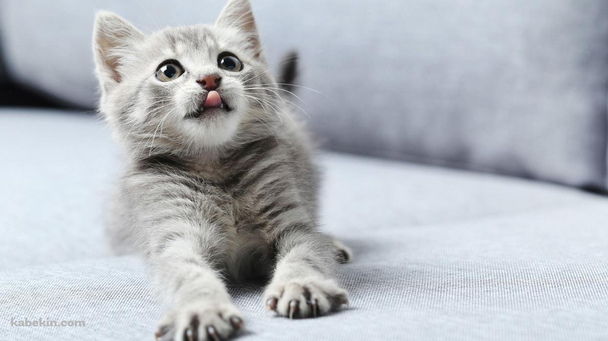 伸びをする灰色のかわいい猫の壁紙(1242px x 698px) 高画質 PC・デスクトップ用
