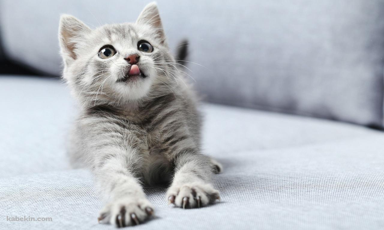 伸びをする灰色のかわいい猫の壁紙(1280px x 768px) 高画質 PC・デスクトップ用