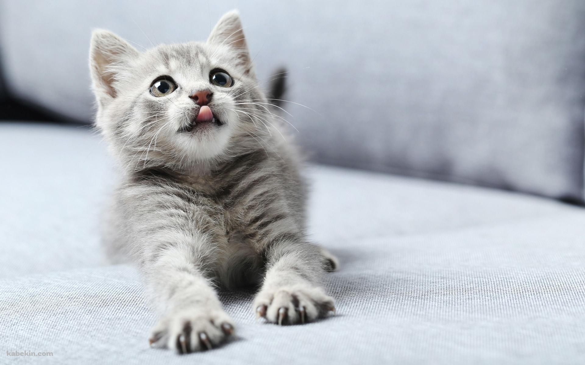 伸びをする灰色のかわいい猫の壁紙(1920px x 1200px) 高画質 PC・デスクトップ用