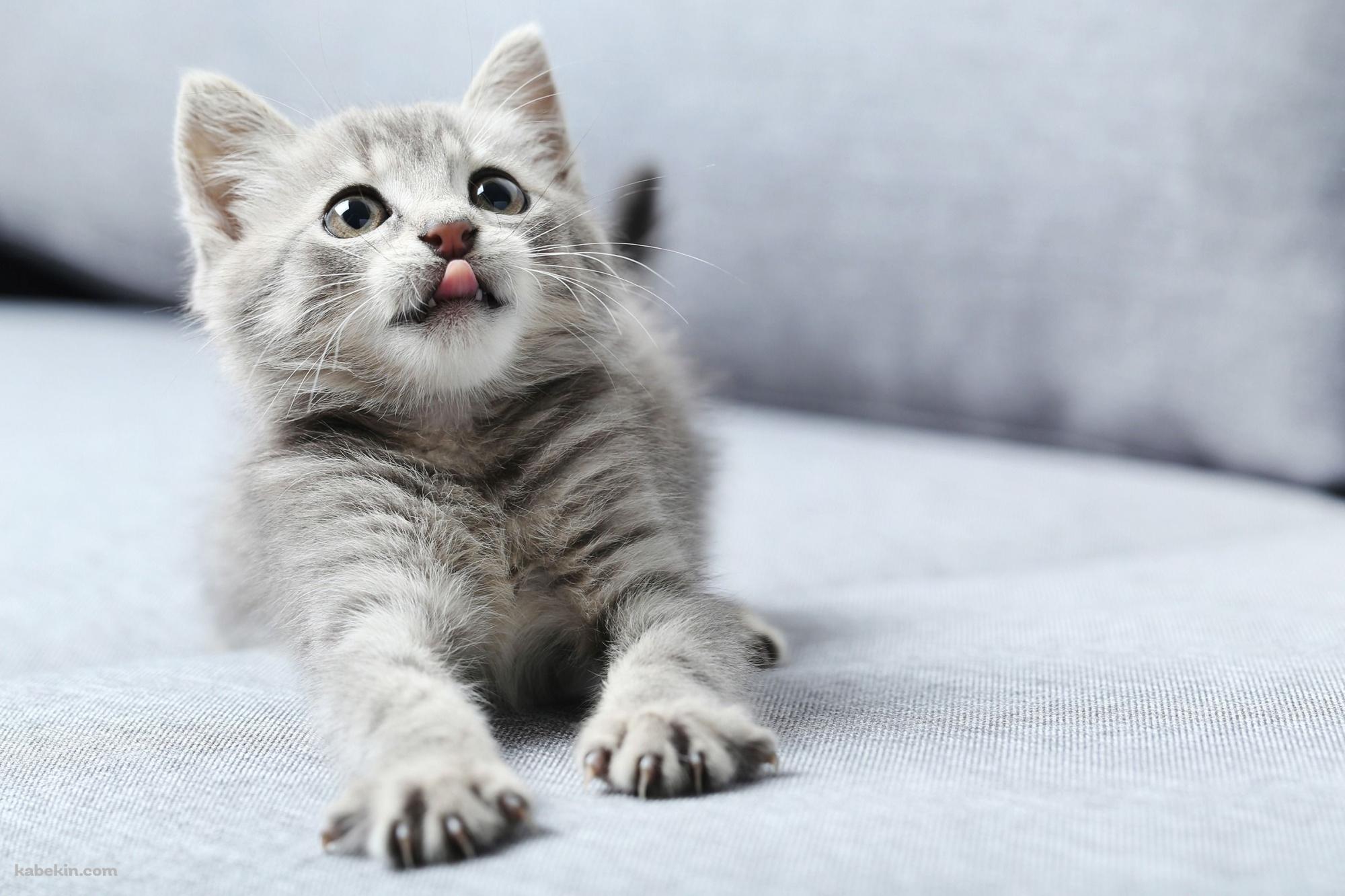 伸びをする灰色のかわいい猫の壁紙(2000px x 1333px) 高画質 PC・デスクトップ用