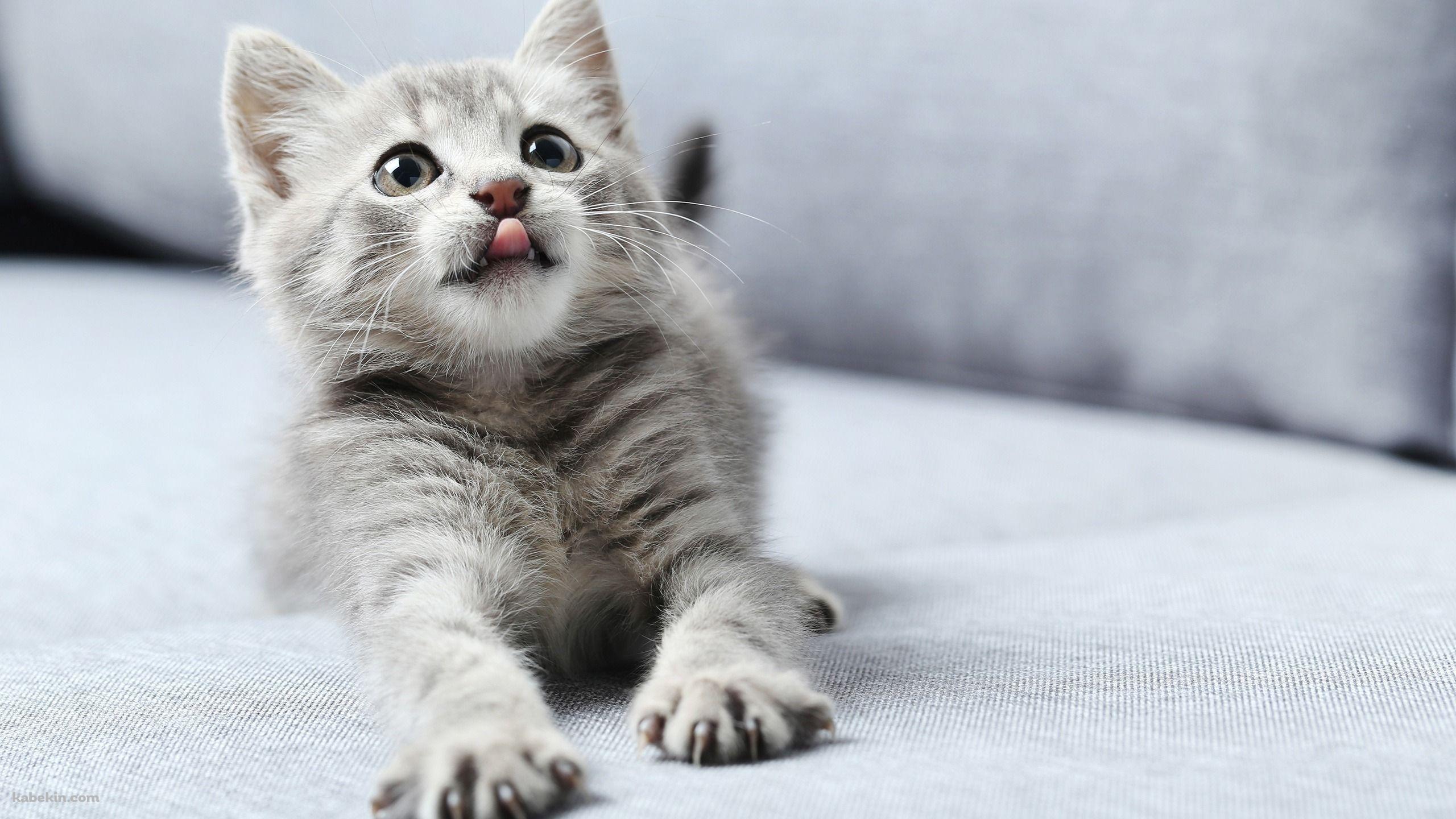 伸びをする灰色のかわいい猫の壁紙(2560px x 1440px) 高画質 PC・デスクトップ用