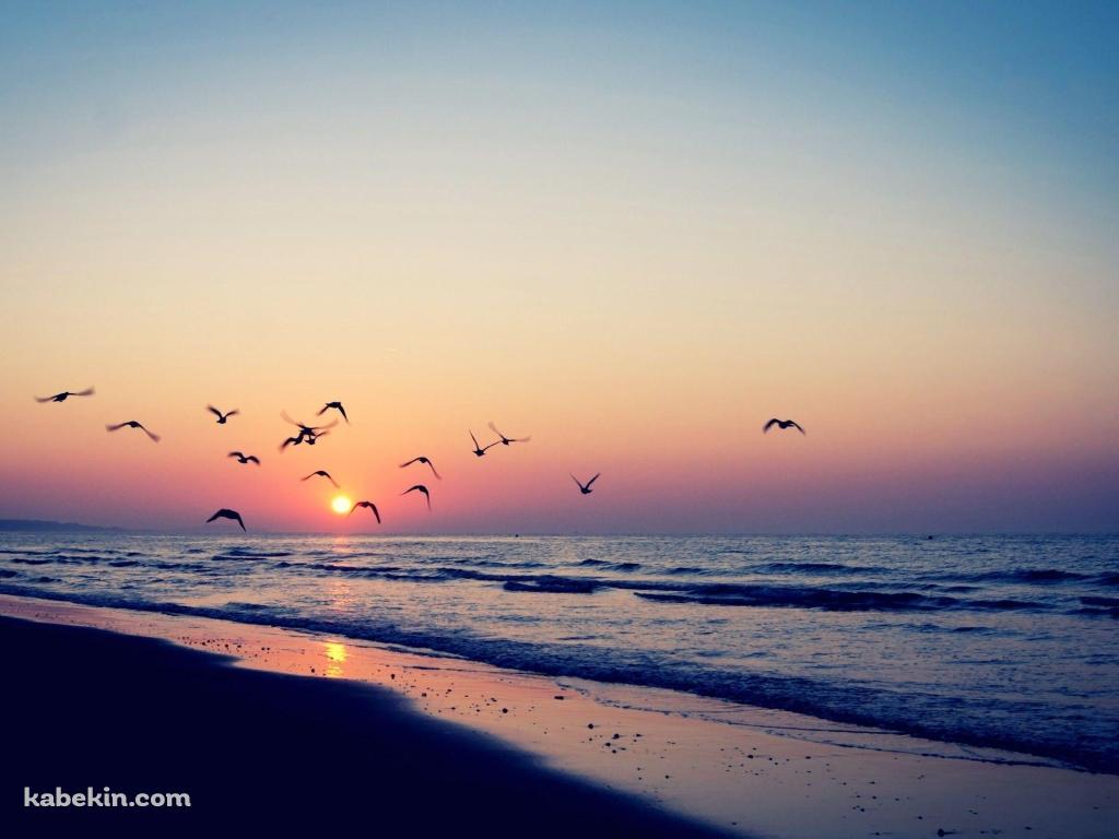 夕焼け 夕陽 渡り鳥 海 波打ち際 綺麗の壁紙(1024px x 768px) 高画質 PC・デスクトップ用