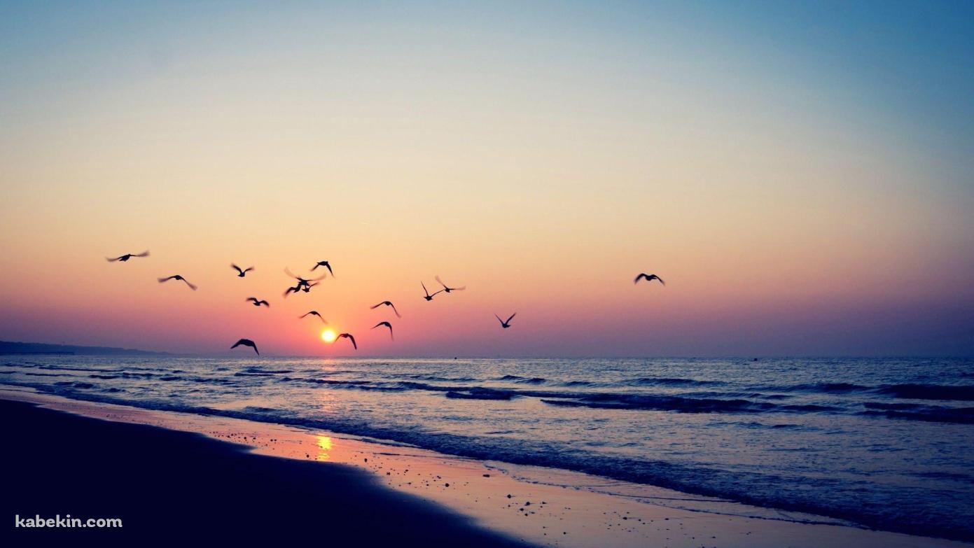夕焼け 夕陽 渡り鳥 海 波打ち際 綺麗の壁紙(1391px x 783px) 高画質 PC・デスクトップ用