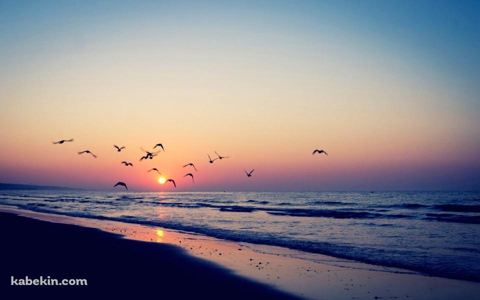 夕焼け 夕陽 渡り鳥 海 波打ち際 綺麗の壁紙(960px x 600px) 高画質 PC・デスクトップ用