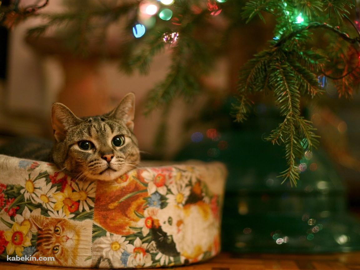 クリスマスツリーと猫の壁紙(1152px x 864px) 高画質 PC・デスクトップ用