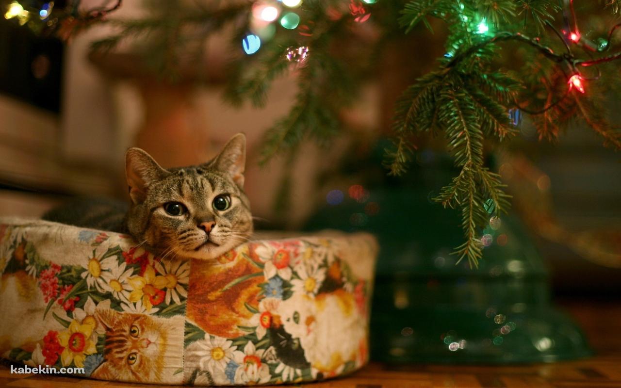クリスマスツリーと猫の壁紙(1280px x 800px) 高画質 PC・デスクトップ用
