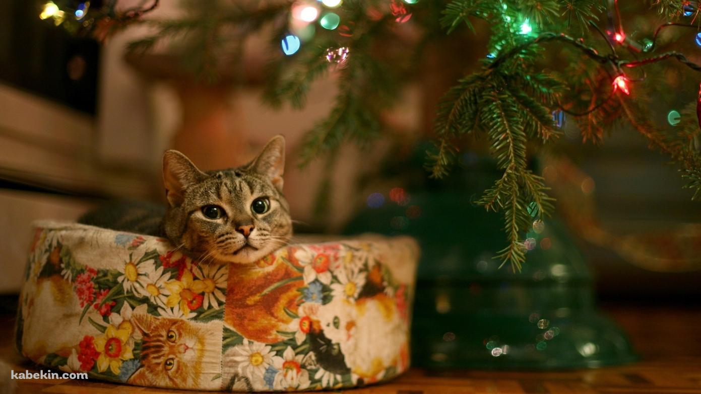 クリスマスツリーと猫の壁紙(1391px x 783px) 高画質 PC・デスクトップ用