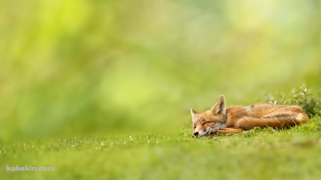 眠る狐の壁紙(1024px x 576px) 高画質 PC・デスクトップ用