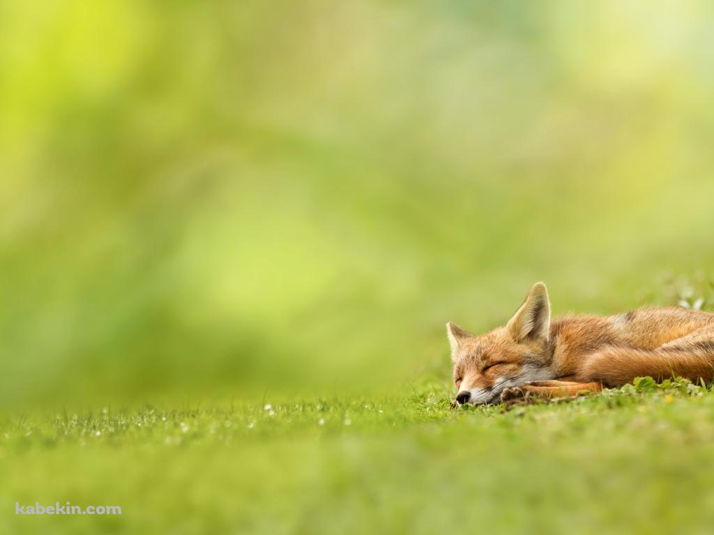 眠る狐の壁紙(1024px x 768px) 高画質 PC・デスクトップ用