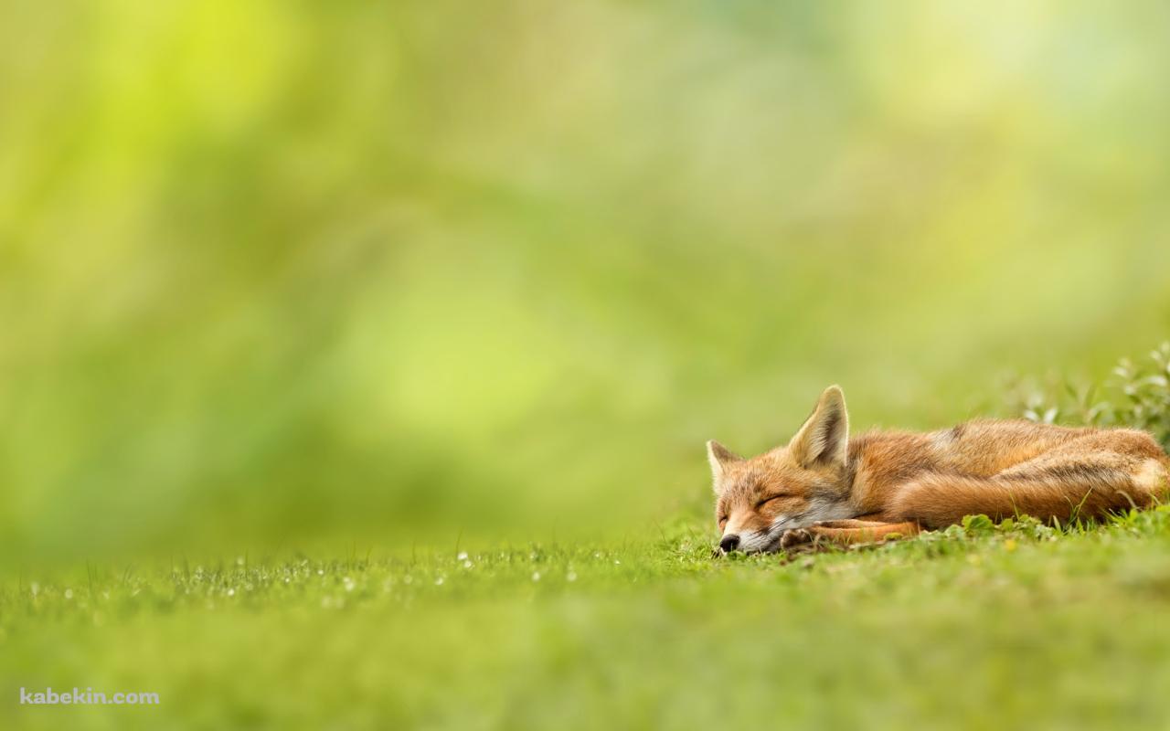 眠る狐の壁紙(1280px x 800px) 高画質 PC・デスクトップ用