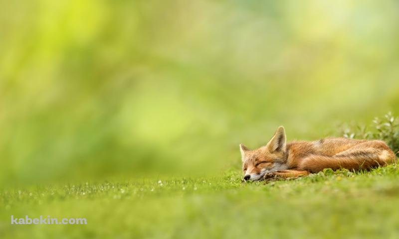 眠る狐の壁紙(800px x 480px) 高画質 PC・デスクトップ用