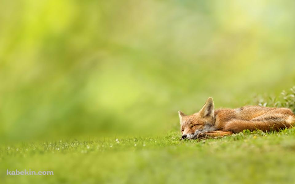 眠る狐の壁紙(960px x 600px) 高画質 PC・デスクトップ用