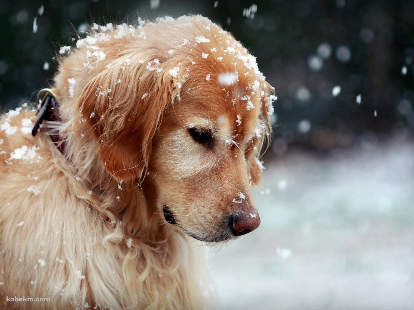 雪とゴールデンレトリバーの子犬の壁紙(1440px x 1080px) 高画質 PC・デスクトップ用