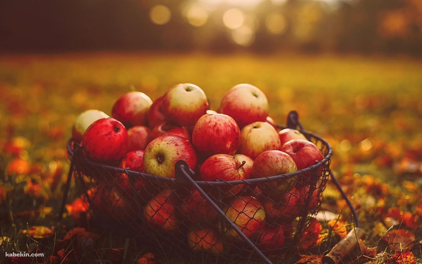 リンゴの収穫 秋の壁紙(1680px x 1050px) 高画質 PC・デスクトップ用