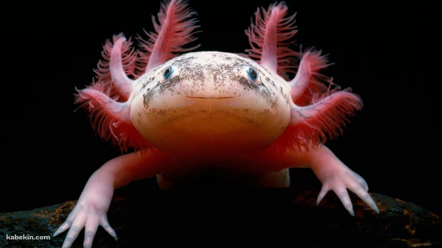アホロートル メキシコサンショウウオの壁紙(1536px x 864px) 高画質 PC・デスクトップ用
