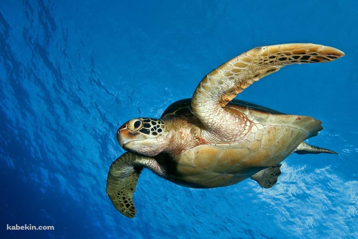 水中を泳ぐウミガメ 綺麗の壁紙(1152px x 768px) 高画質 PC・デスクトップ用