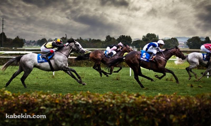 競馬 サラブレッド 公営ギャンブルの壁紙(800px x 480px) 高画質 PC・デスクトップ用