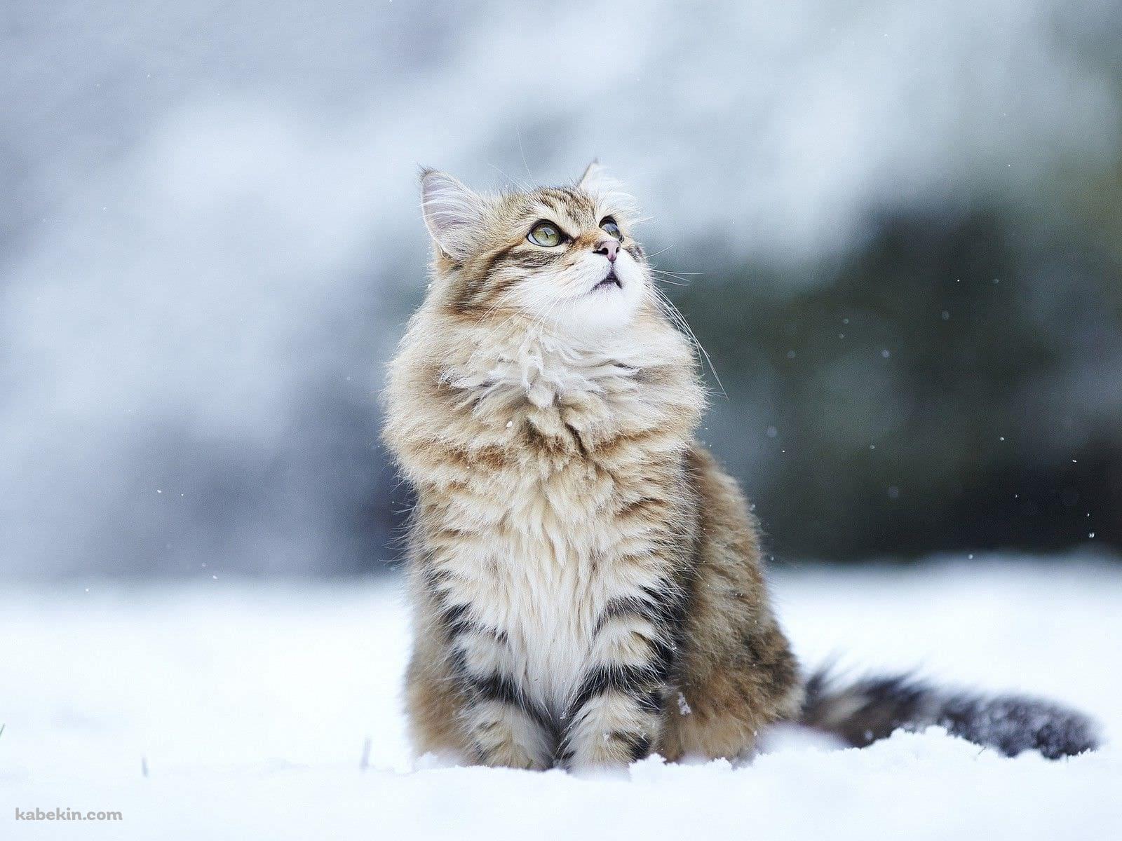 雪の中のかわいい猫の壁紙(1600px x 1200px) 高画質 PC・デスクトップ用