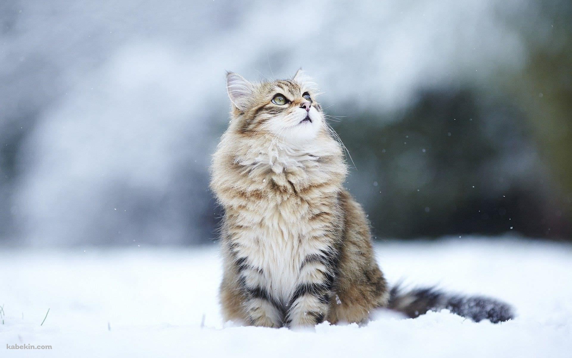 雪の中のかわいい猫の壁紙(1920px x 1200px) 高画質 PC・デスクトップ用