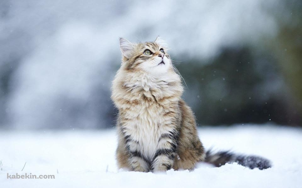 雪の中のかわいい猫の壁紙(960px x 600px) 高画質 PC・デスクトップ用
