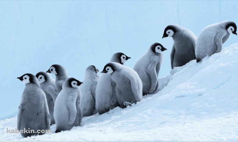 ペンギンの赤ちゃんの群れ 雛 南極大陸の壁紙(800px x 480px) 高画質 PC・デスクトップ用