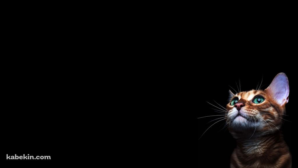 緑の目の茶色い猫の壁紙(1024px x 576px) 高画質 PC・デスクトップ用