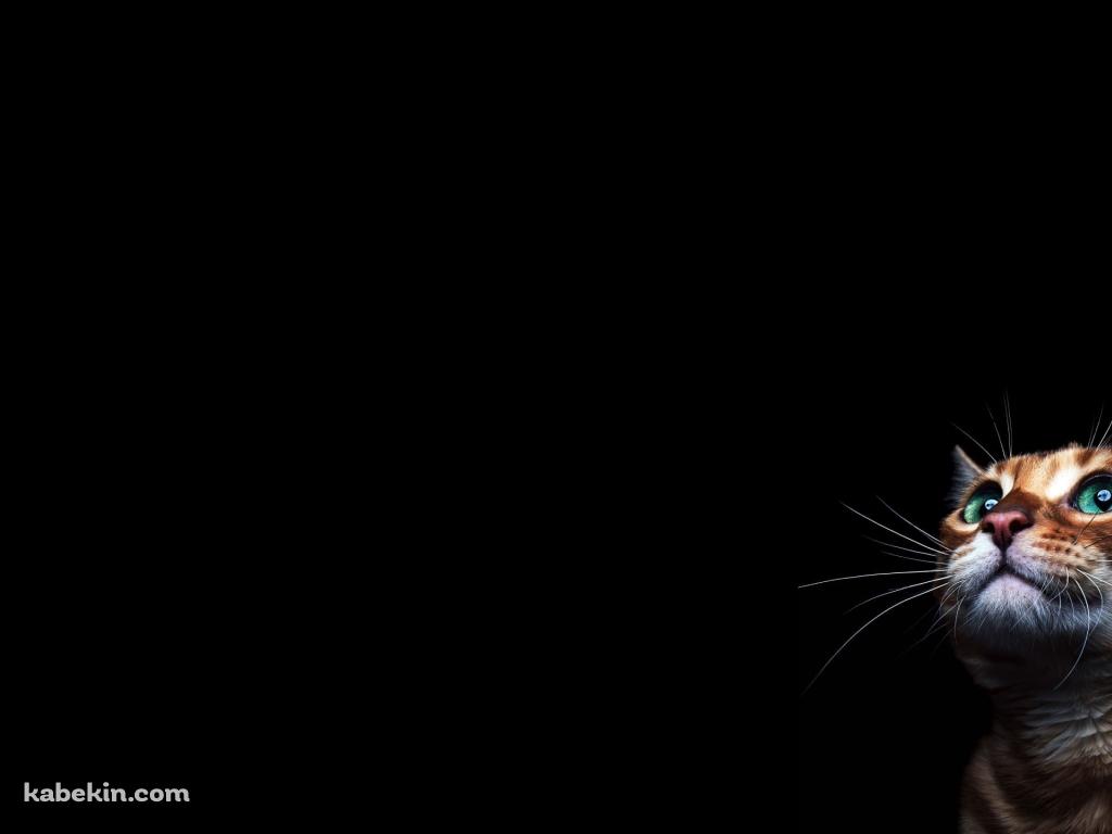 緑の目の茶色い猫の壁紙(1024px x 768px) 高画質 PC・デスクトップ用