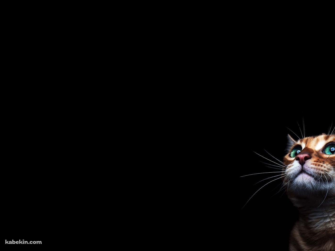 緑の目の茶色い猫の壁紙(1400px x 1050px) 高画質 PC・デスクトップ用