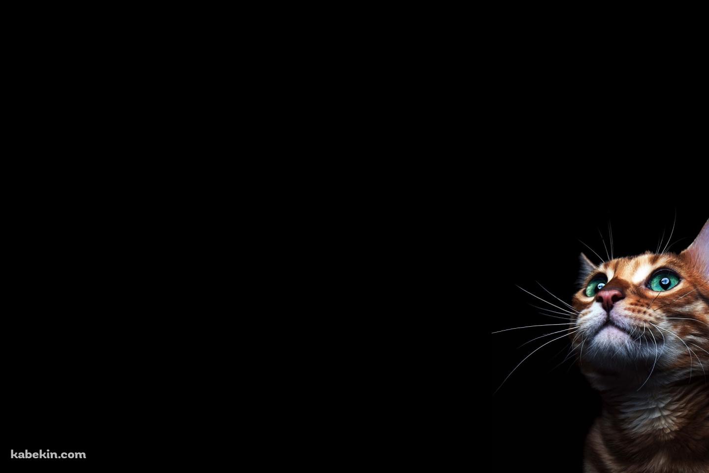緑の目の茶色い猫の壁紙(1440px x 960px) 高画質 PC・デスクトップ用