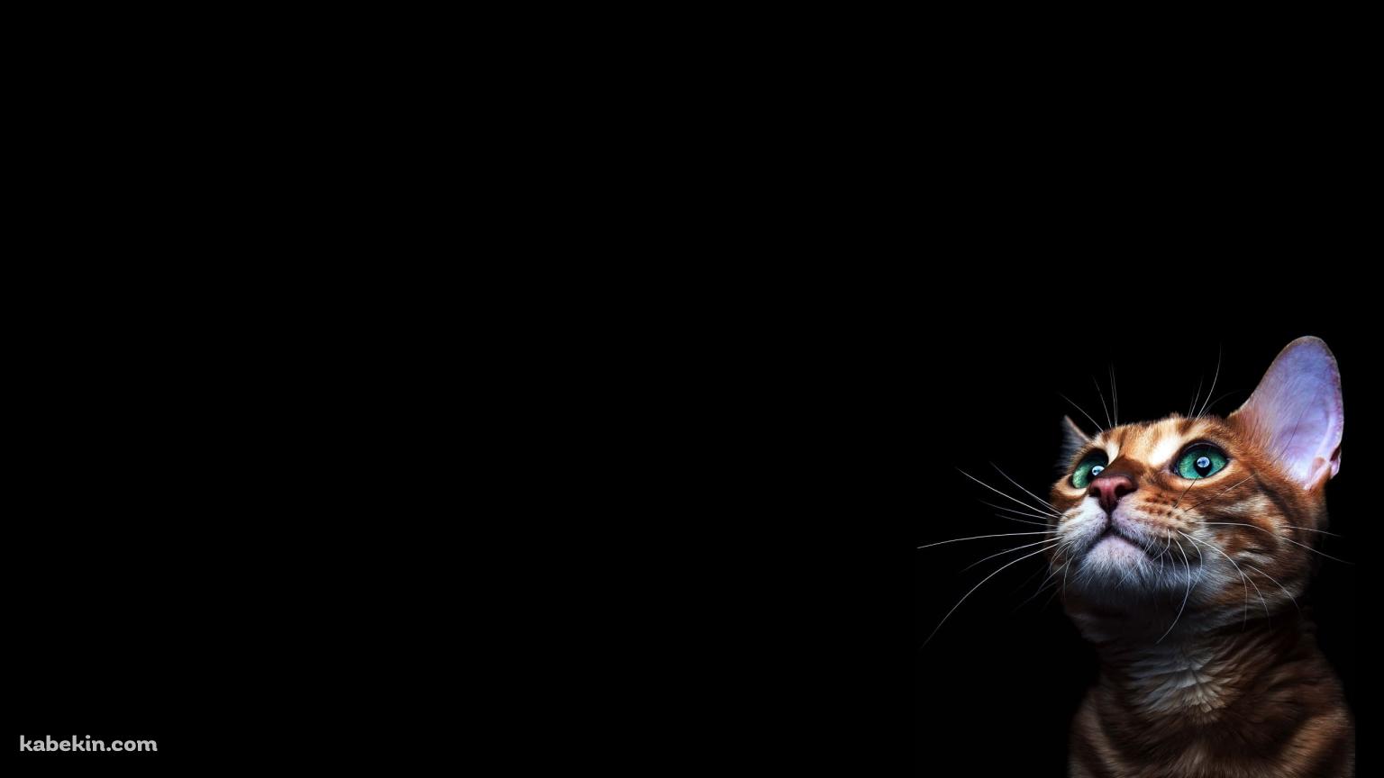 緑の目の茶色い猫の壁紙(1536px x 864px) 高画質 PC・デスクトップ用