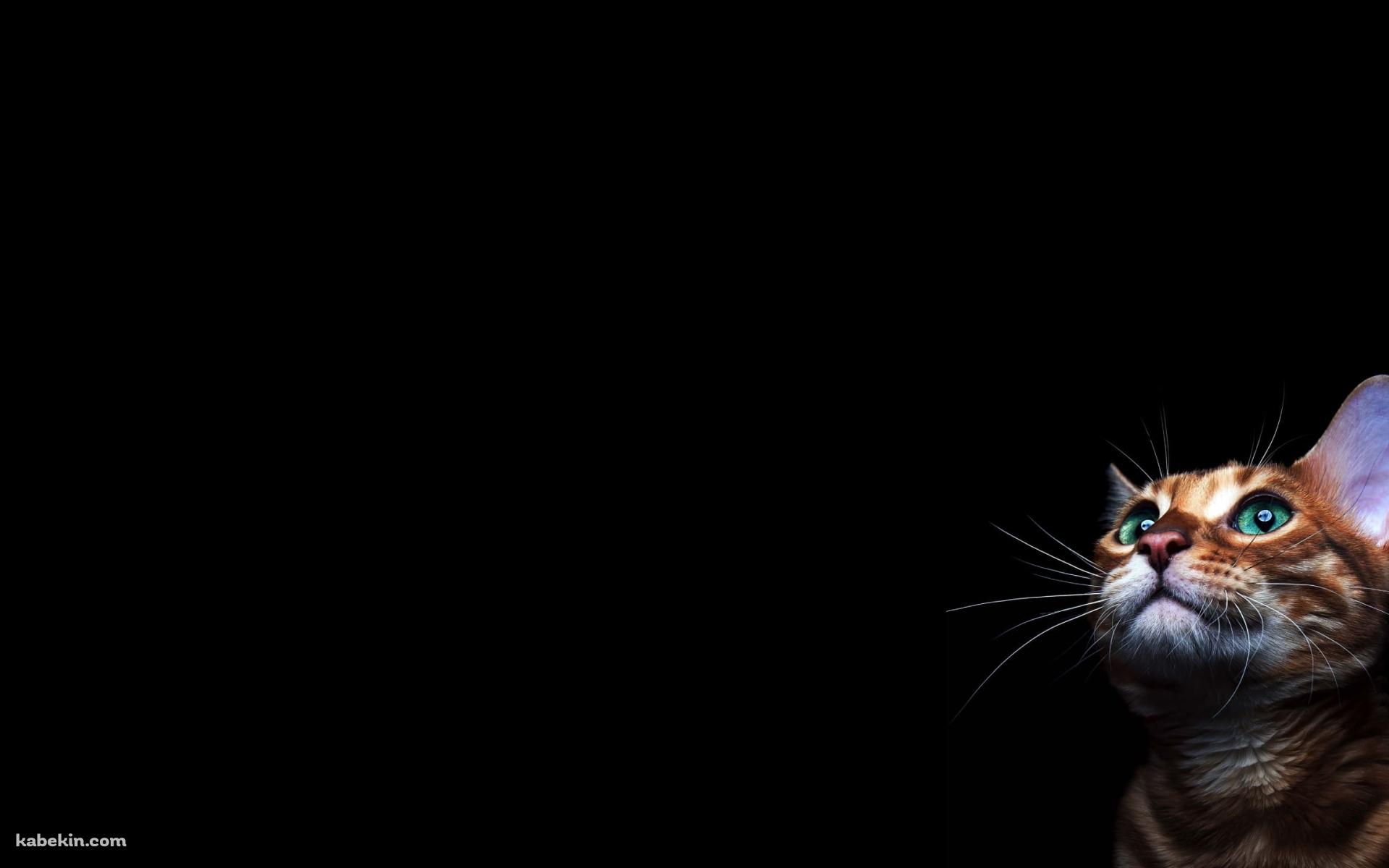 緑の目の茶色い猫の壁紙(1920px x 1200px) 高画質 PC・デスクトップ用