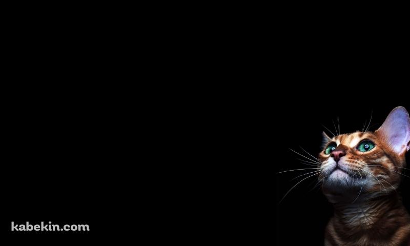 緑の目の茶色い猫の壁紙(800px x 480px) 高画質 PC・デスクトップ用