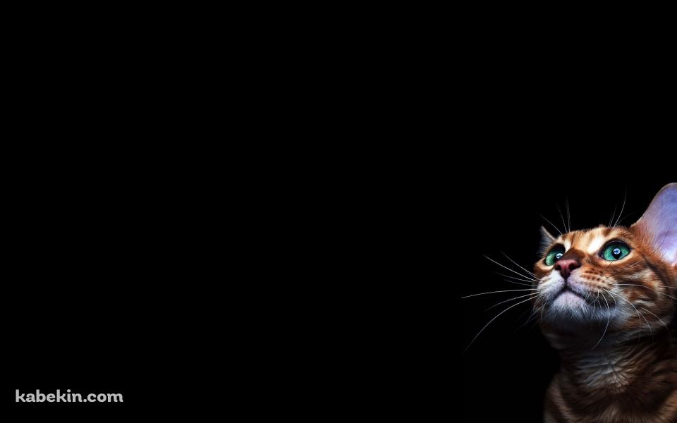 緑の目の茶色い猫の壁紙(960px x 600px) 高画質 PC・デスクトップ用