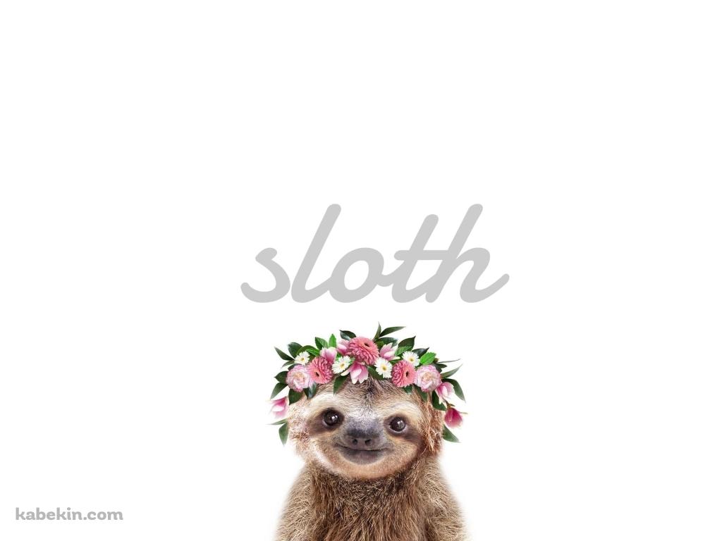かわいいナマケモノ Slothの壁紙(1024px x 768px) 高画質 PC・デスクトップ用