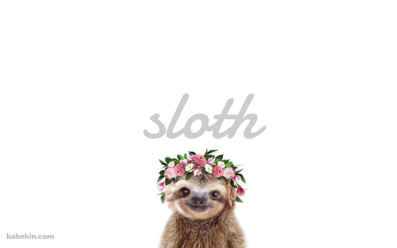 かわいいナマケモノ Slothの壁紙(1280px x 800px) 高画質 PC・デスクトップ用
