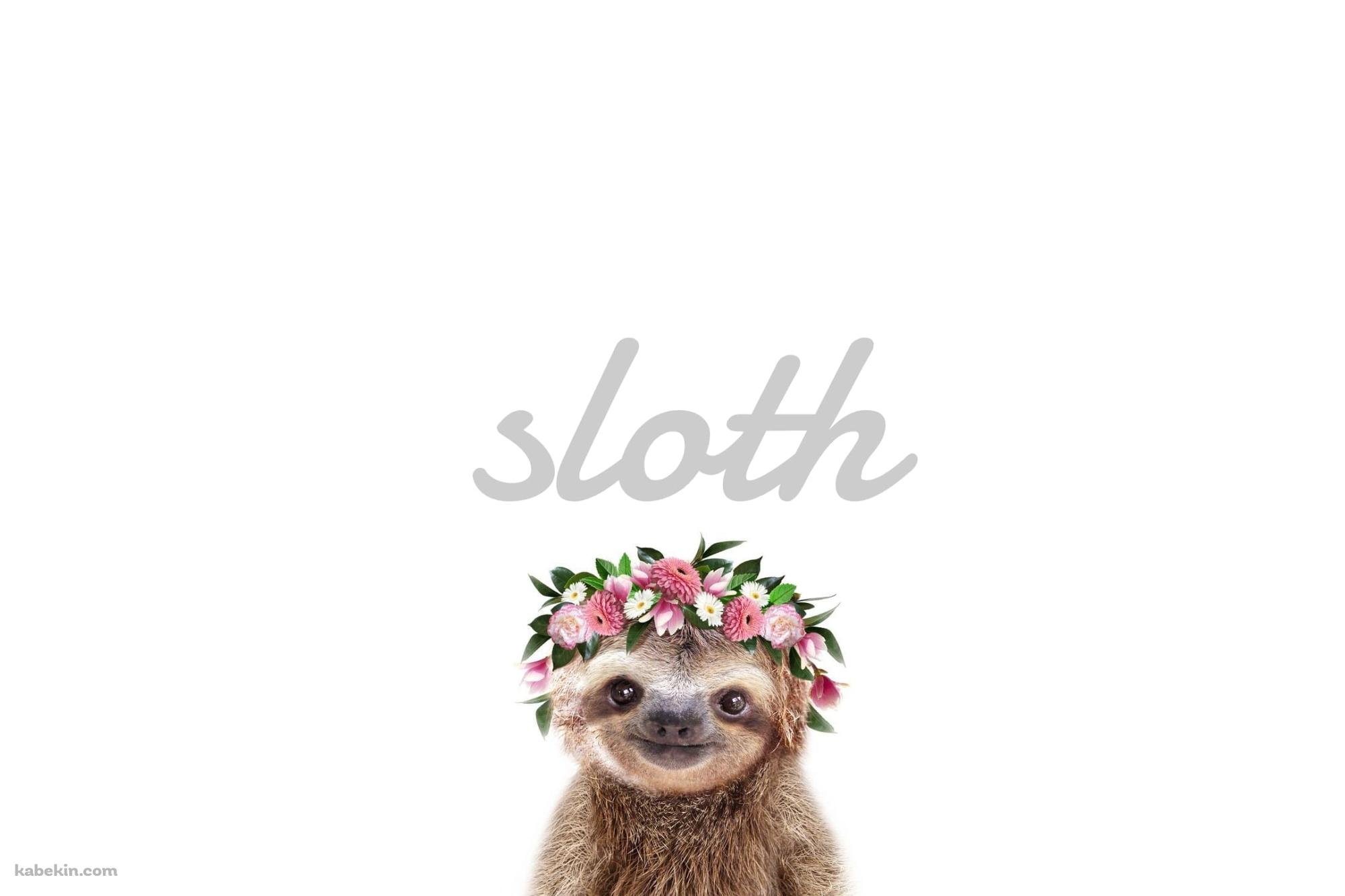 かわいいナマケモノ Slothの壁紙(2000px x 1333px) 高画質 PC・デスクトップ用