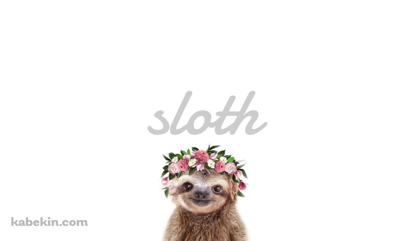 かわいいナマケモノ Slothの壁紙(800px x 480px) 高画質 PC・デスクトップ用