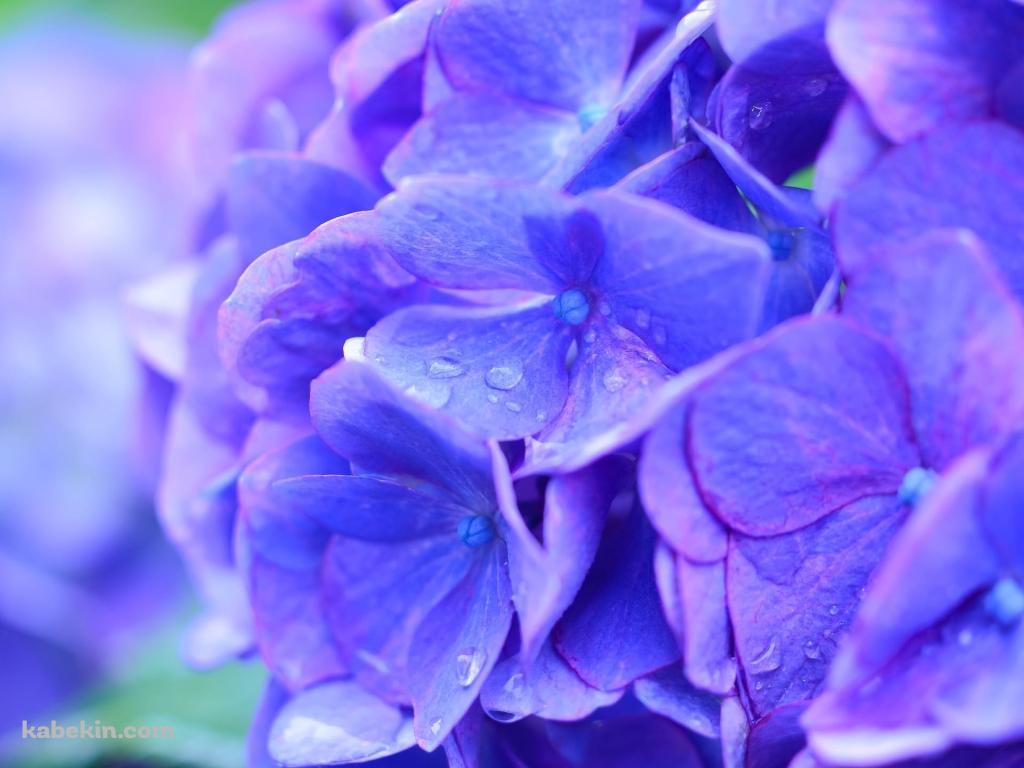 綺麗な青紫のアジサイの花の壁紙(1024px x 768px) 高画質 PC・デスクトップ用