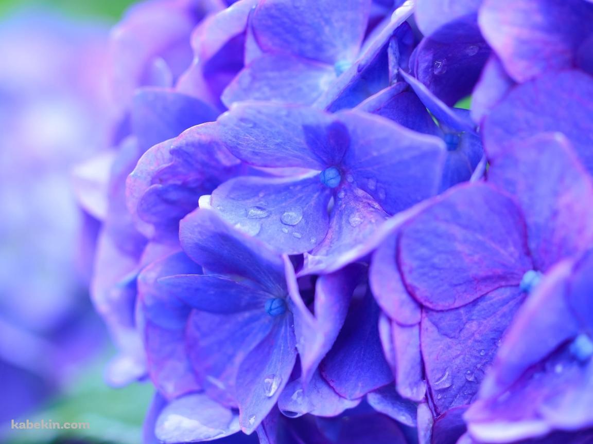 綺麗な青紫のアジサイの花の壁紙(1152px x 864px) 高画質 PC・デスクトップ用