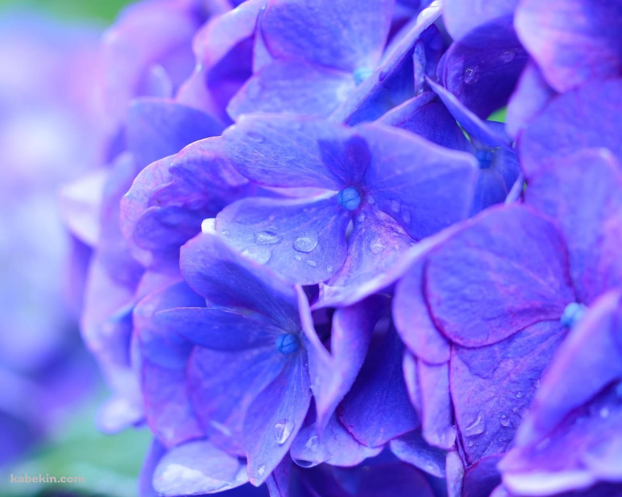綺麗な青紫のアジサイの花の壁紙(1280px x 1024px) 高画質 PC・デスクトップ用