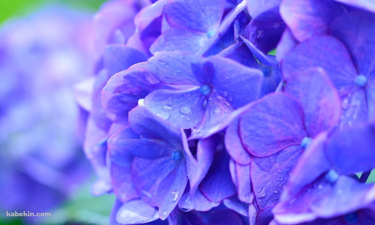 綺麗な青紫のアジサイの花の壁紙(1280px x 768px) 高画質 PC・デスクトップ用