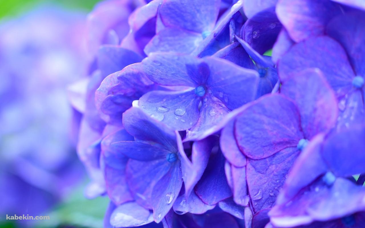 綺麗な青紫のアジサイの花の壁紙(1280px x 800px) 高画質 PC・デスクトップ用
