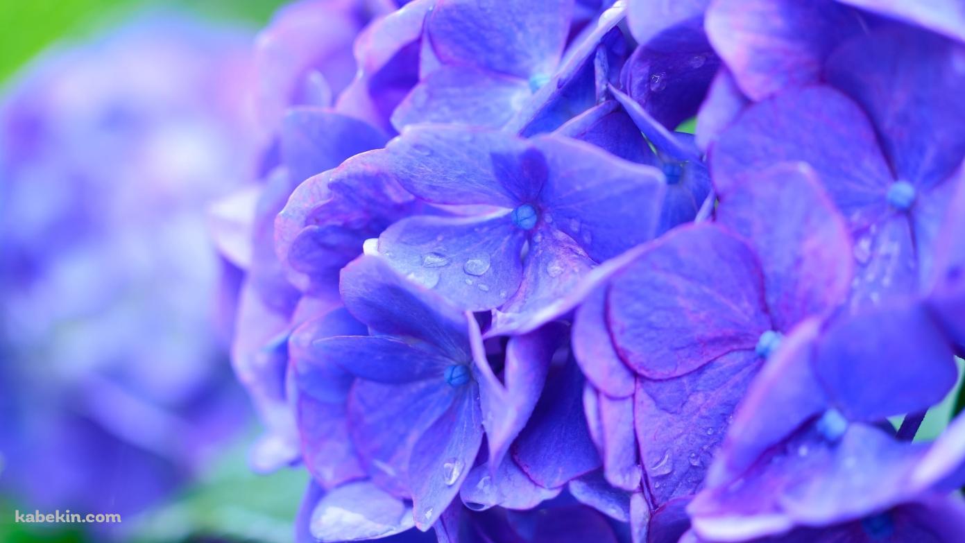綺麗な青紫のアジサイの花の壁紙(1391px x 783px) 高画質 PC・デスクトップ用