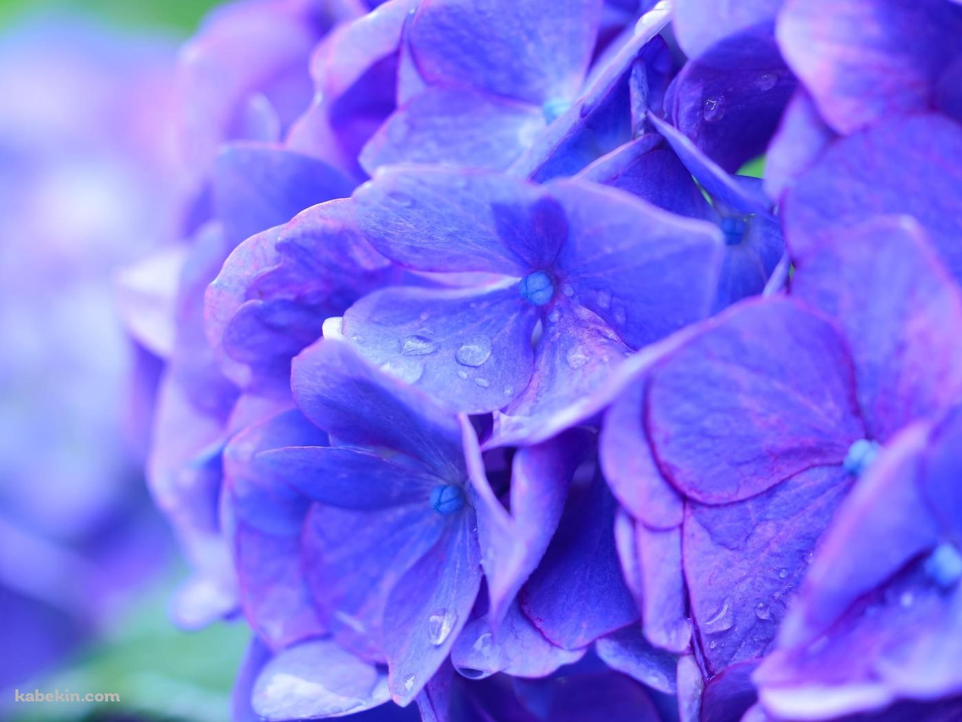 綺麗な青紫のアジサイの花の壁紙(1400px x 1050px) 高画質 PC・デスクトップ用